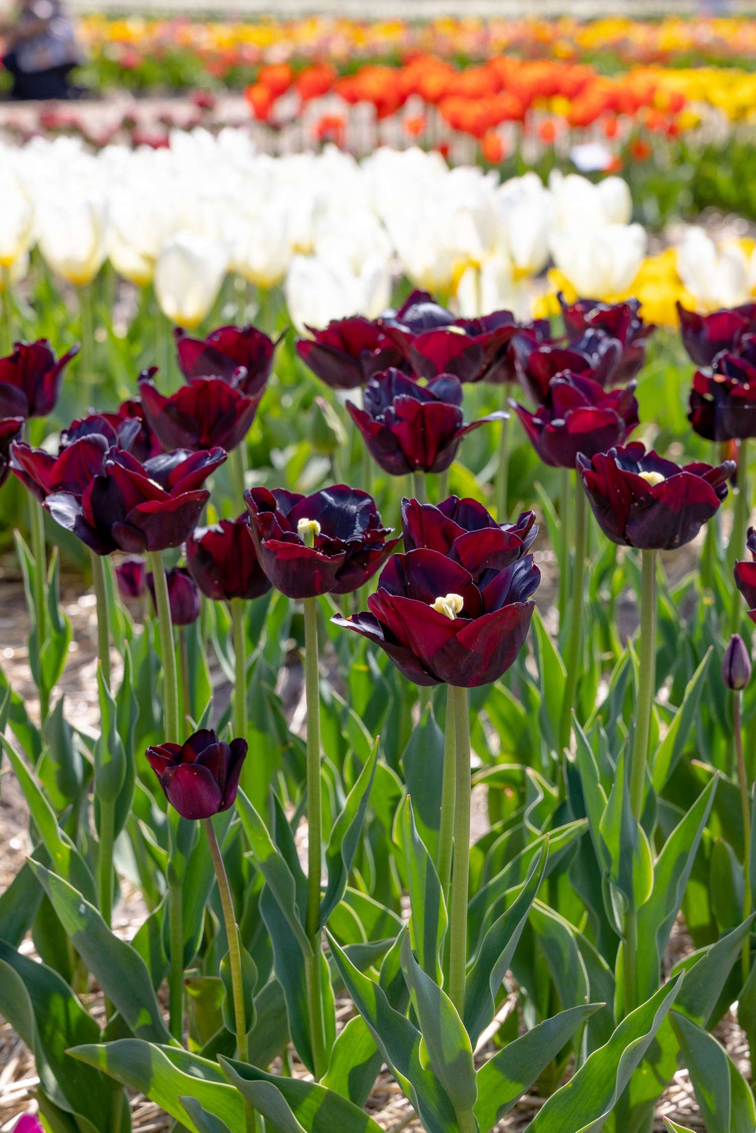 Tulppaani 'Paul Scherer'